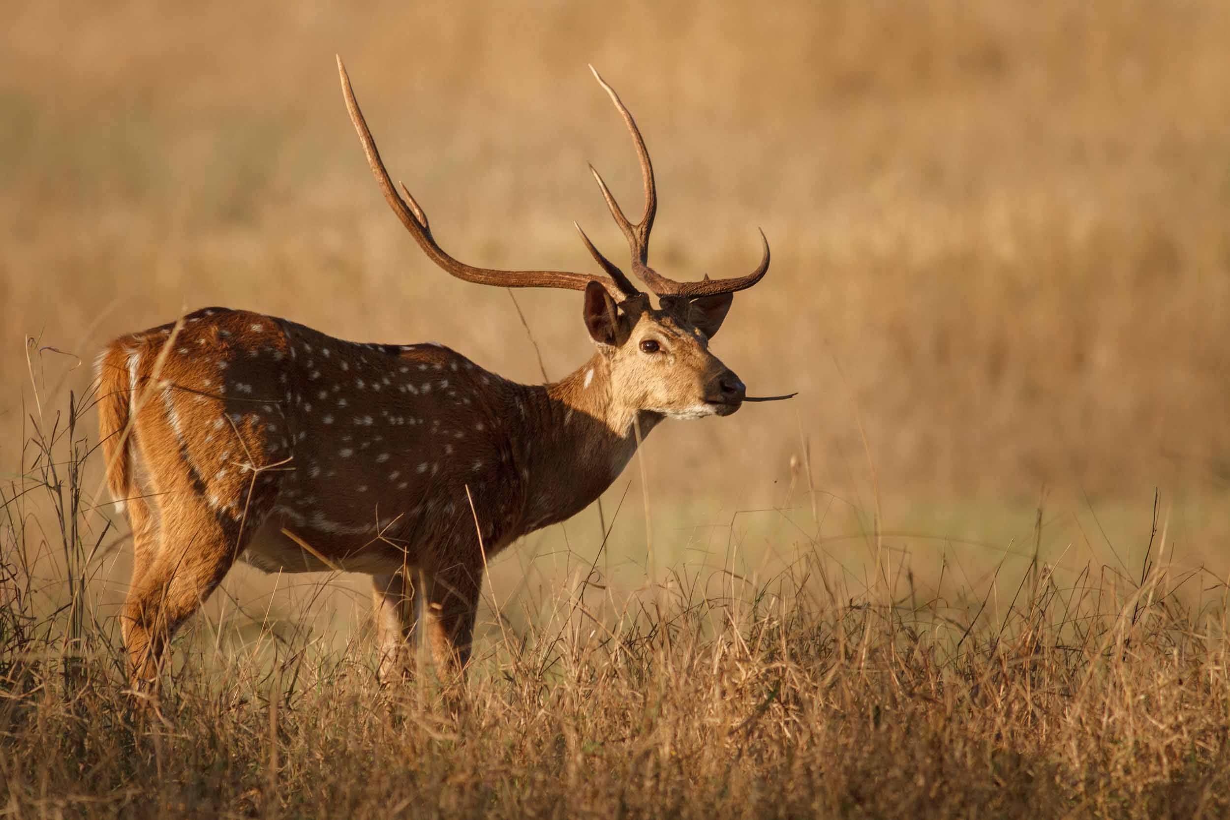 Top Rated Texas Axis Deer Hunt Wild